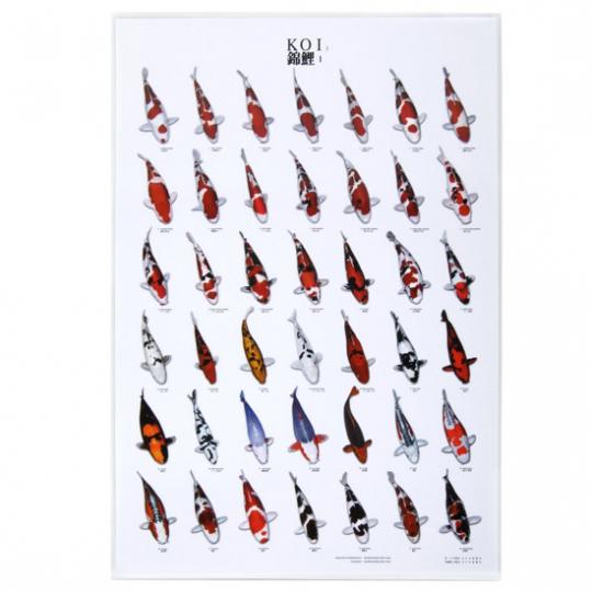 Koi Poster Nr. 1 laminiert