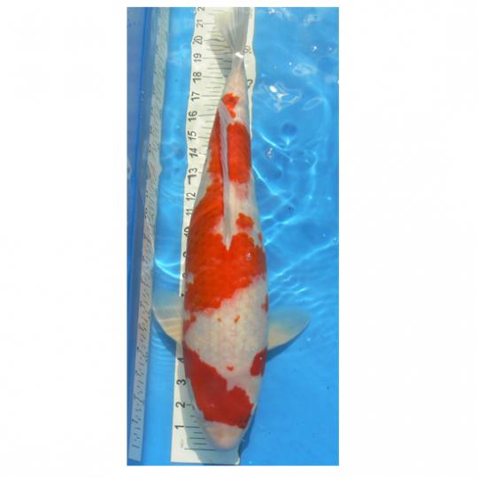 Kohaku 56cm