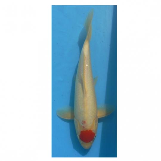 Tancho 40cm